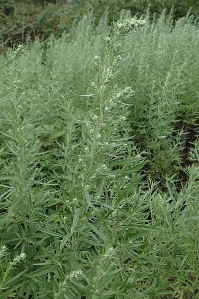 Artemisia lavandulaefolia \ Lavendelbl&auml;ttriger Beifu� / Lavender-Leaved Wormwood, D Breisach 3.9.2022