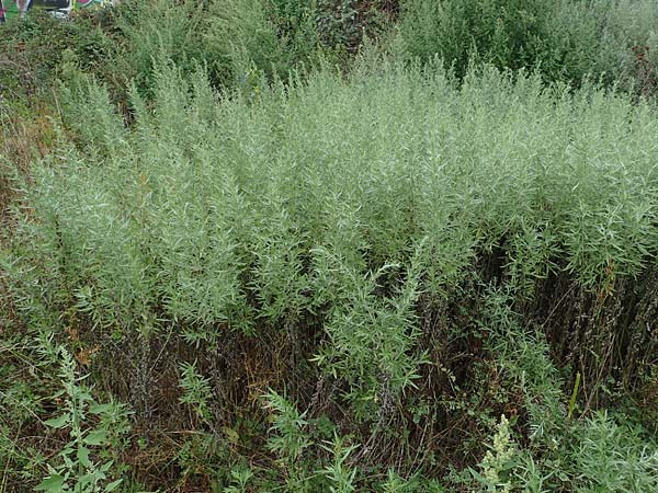 Artemisia lavandulaefolia \ Lavendelbl&auml;ttriger Beifu� / Lavender-Leaved Wormwood, D Breisach 3.9.2022