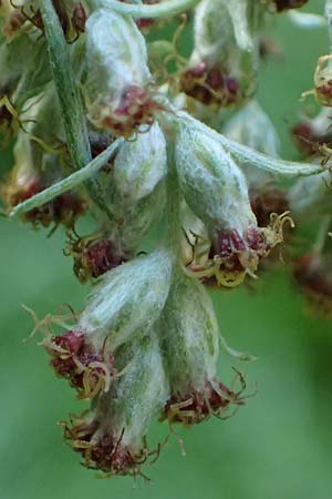 Artemisia lavandulaefolia \ Lavendelbl&auml;ttriger Beifu� / Lavender-Leaved Wormwood, D Breisach 3.10.2022