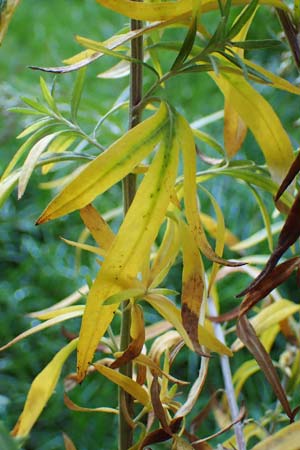 Artemisia lavandulaefolia \ Lavendelbl&auml;ttriger Beifu� / Lavender-Leaved Wormwood, D Breisach 3.10.2022