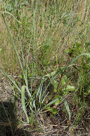 Anthericum liliago \ Astlose Graslilie / St. Bernard's Lily, D Th&uuml;ringen, K&ouml;lleda 15.6.2023