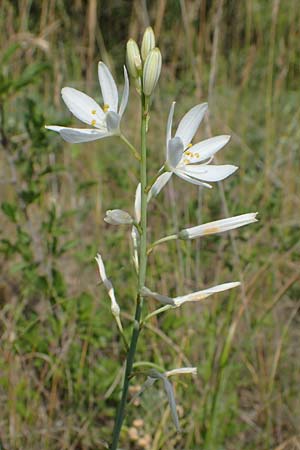 Anthericum liliago \ Astlose Graslilie / St. Bernard's Lily, D Th&uuml;ringen, K&ouml;lleda 15.6.2023