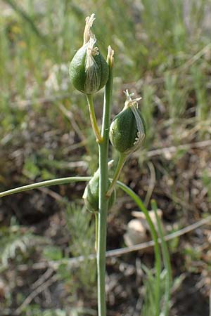 Anthericum liliago \ Astlose Graslilie / St. Bernard's Lily, D Th&uuml;ringen, K&ouml;lleda 15.6.2023