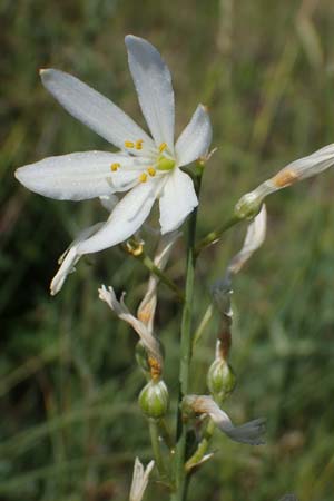 Anthericum liliago \ Astlose Graslilie / St. Bernard's Lily, D Th&uuml;ringen, K&ouml;lleda 15.6.2023