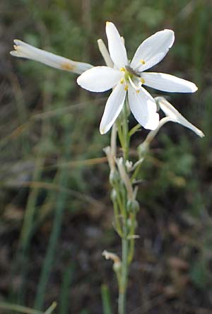 Anthericum liliago \ Astlose Graslilie / St. Bernard's Lily, D Th&uuml;ringen, K&ouml;lleda 15.6.2023