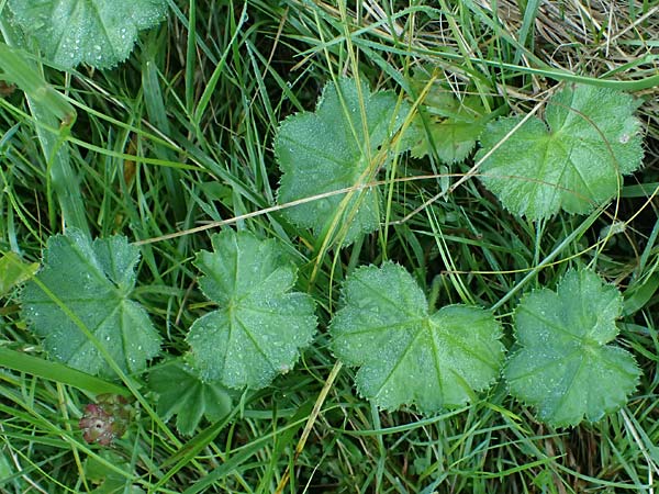 Alchemilla spec1 ? \ Frauenmantel / Lady's Mantle, D Babensham 14.8.2024