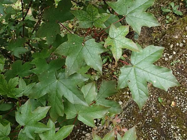 Acer cappadocicum subsp. lobelii \ Kalabrischer Spitz-Ahorn / Calabrian Maple, Lobel's Maple, D Frankfurt 4.5.2025