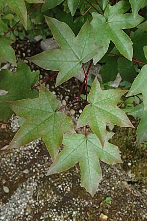 Acer cappadocicum subsp. lobelii \ Kalabrischer Spitz-Ahorn / Calabrian Maple, Lobel's Maple, D Frankfurt 4.5.2025