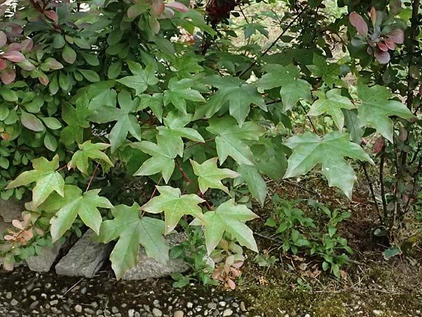 Acer cappadocicum subsp. lobelii \ Kalabrischer Spitz-Ahorn / Calabrian Maple, Lobel's Maple, D Frankfurt 4.5.2025