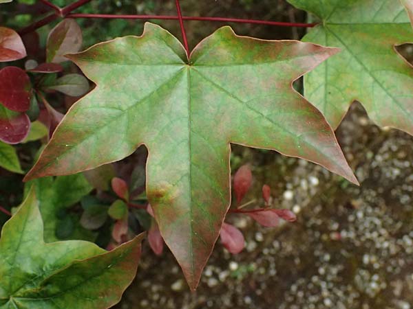 Acer cappadocicum subsp. lobelii \ Kalabrischer Spitz-Ahorn / Calabrian Maple, Lobel's Maple, D Frankfurt 4.5.2025
