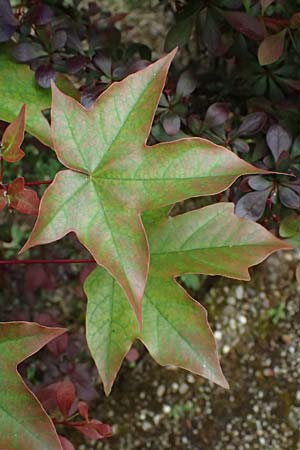 Acer cappadocicum subsp. lobelii \ Kalabrischer Spitz-Ahorn / Calabrian Maple, Lobel's Maple, D Frankfurt 4.5.2025