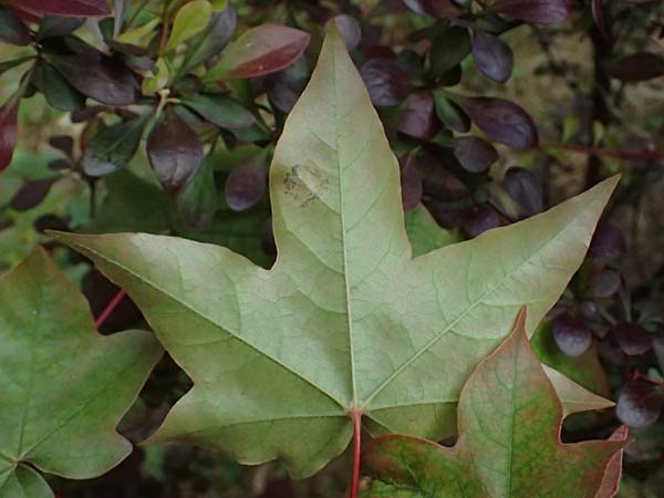 Acer cappadocicum subsp. lobelii \ Kalabrischer Spitz-Ahorn / Calabrian Maple, Lobel's Maple, D Frankfurt 4.5.2025