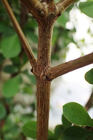 Acer cappadocicum subsp. lobelii \ Kalabrischer Spitz-Ahorn / Calabrian Maple, Lobel's Maple, D Frankfurt 4.5.2025