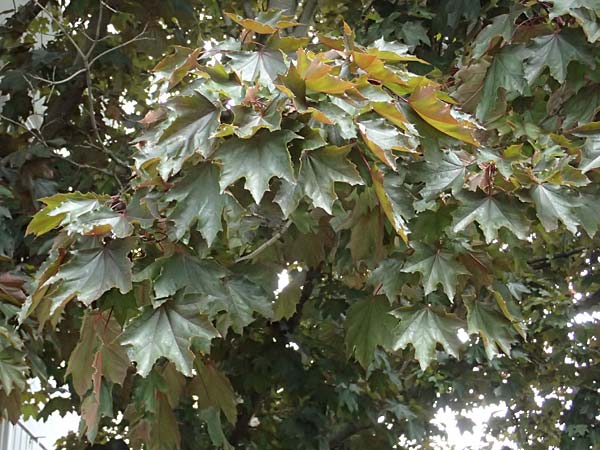 Acer cappadocicum subsp. lobelii \ Kalabrischer Spitz-Ahorn / Calabrian Maple, Lobel's Maple, D Frankfurt 4.5.2025