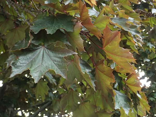 Acer cappadocicum subsp. lobelii \ Kalabrischer Spitz-Ahorn / Calabrian Maple, Lobel's Maple, D Frankfurt 4.5.2025