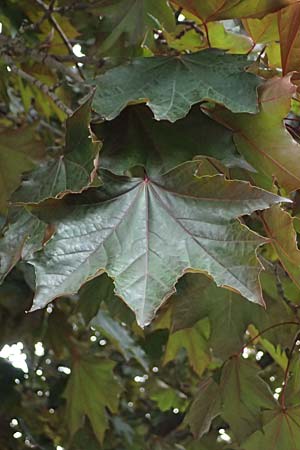 Acer cappadocicum subsp. lobelii \ Kalabrischer Spitz-Ahorn / Calabrian Maple, Lobel's Maple, D Frankfurt 4.5.2025