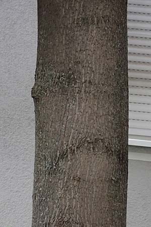 Acer cappadocicum subsp. lobelii \ Kalabrischer Spitz-Ahorn / Calabrian Maple, Lobel's Maple, D Frankfurt 4.5.2025