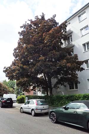 Acer cappadocicum subsp. lobelii \ Kalabrischer Spitz-Ahorn / Calabrian Maple, Lobel's Maple, D Frankfurt 4.5.2025