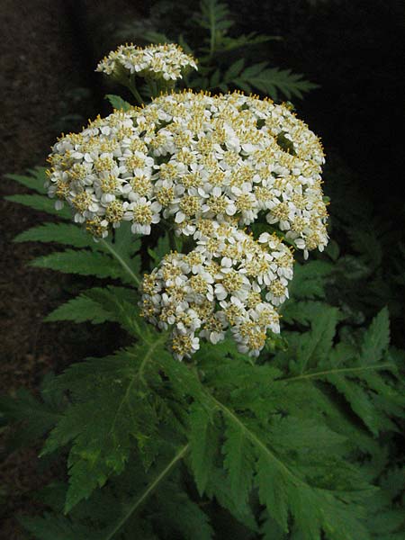Achillea macrophylla \ Gro&szlig;bl&auml;ttrige Schafgarbe / Big-Leaf Milfoil, D Botan. Gar.  Universit.  Heidelberg 22.5.2007