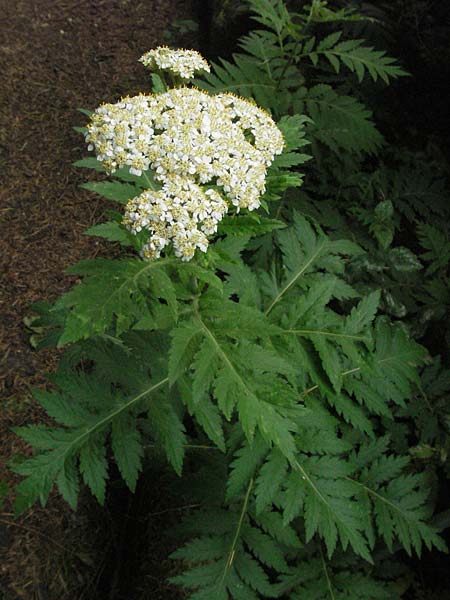 Achillea macrophylla \ Gro&szlig;bl&auml;ttrige Schafgarbe / Big-Leaf Milfoil, D Botan. Gar.  Universit.  Heidelberg 22.5.2007