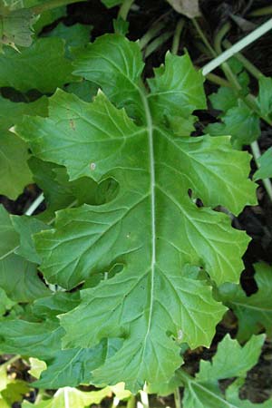 Acanthus mollis \ Weicher Akanthus, Wahre B&auml;renklaue / Bear's Breech, D Botan. Gar.  Universit.  Mainz 4.8.2007