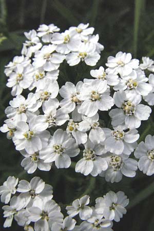 Achillea millefolium agg. \ Gemeine Schafgarbe / Yarrow, D Hemsbach 12.7.2007