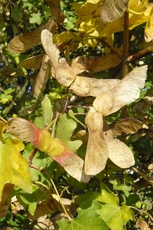 Acer campestre \ Feld-Ahorn / Field Maple, D Reilingen 22.9.2007