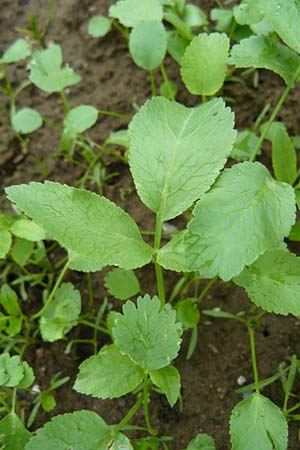 Ammi majus \ Gro�e Knorpelm�hre / Bullwort, D Botan. Gar.  Universit.  Mainz 13.9.2008
