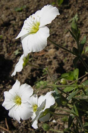 Arenaria montana \ Berg-Sandkraut, Zwerg-Sandkraut / Mountain Sandwort, D   8.6.2013