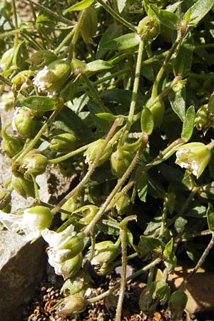Arenaria montana \ Berg-Sandkraut, Zwerg-Sandkraut / Mountain Sandwort, D   8.6.2013