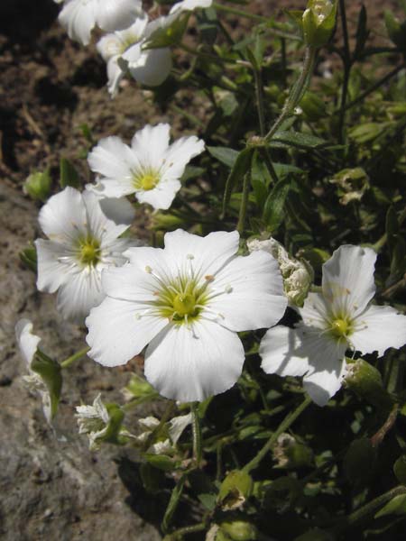 Arenaria montana \ Berg-Sandkraut, Zwerg-Sandkraut / Mountain Sandwort, D   8.6.2013