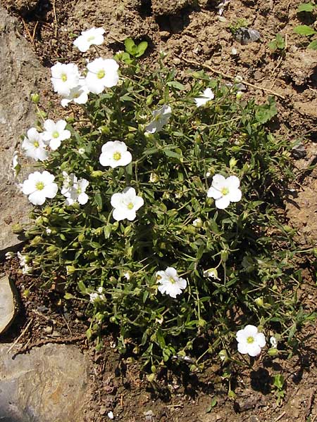 Arenaria montana \ Berg-Sandkraut, Zwerg-Sandkraut / Mountain Sandwort, D   8.6.2013