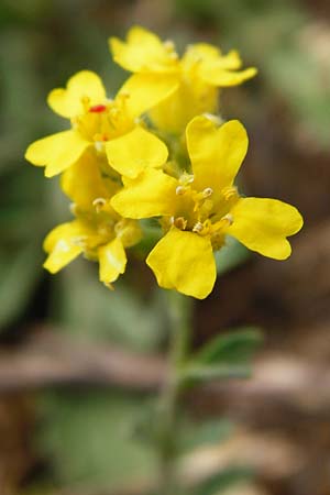 Alyssum montanum \ Berg-Steinkraut / Mountain Alison, Mountain Madwort, D Trochtelfingen 2.6.2015