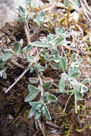 Alyssum montanum \ Berg-Steinkraut / Mountain Alison, Mountain Madwort, D Trochtelfingen 2.6.2015