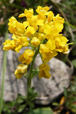 Alyssum montanum \ Berg-Steinkraut / Mountain Alison, Mountain Madwort, D Trochtelfingen 2.6.2015