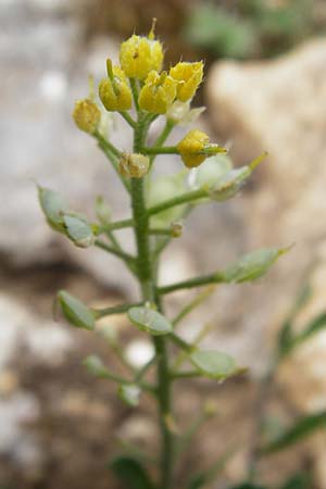 Alyssum montanum \ Berg-Steinkraut / Mountain Alison, Mountain Madwort, D Trochtelfingen 2.6.2015