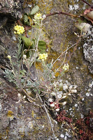 Alyssum montanum \ Berg-Steinkraut / Mountain Alison, Mountain Madwort, D Bad M&uuml;nster am Stein - Niederhausen 6.6.2015