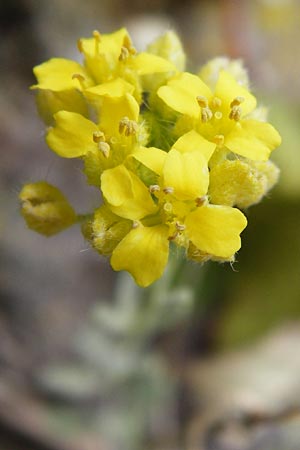 Alyssum montanum \ Berg-Steinkraut / Mountain Alison, Mountain Madwort, D Bad M&uuml;nster am Stein - Niederhausen 6.6.2015
