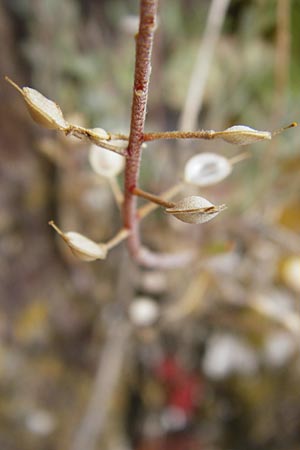 Alyssum montanum \ Berg-Steinkraut / Mountain Alison, Mountain Madwort, D Bad M&uuml;nster am Stein - Niederhausen 6.6.2015