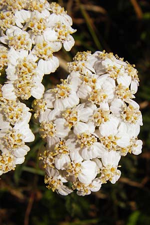 Achillea collina \ H&uuml;gel-Schafgarbe / Mountain Yarrow, D Pfungstadt 17.6.2015