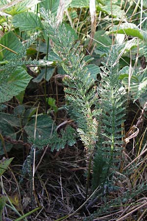 Achillea collina \ H&uuml;gel-Schafgarbe / Mountain Yarrow, D Pfungstadt 17.6.2015