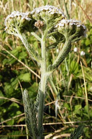 Achillea collina \ H&uuml;gel-Schafgarbe / Mountain Yarrow, D Pfungstadt 17.6.2015