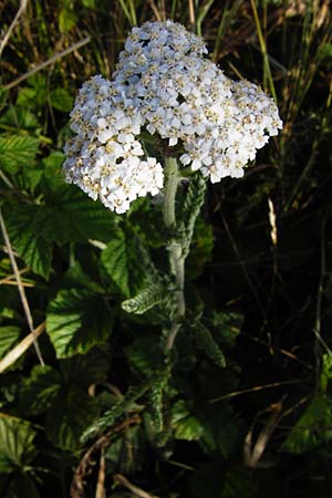 Achillea collina \ H&uuml;gel-Schafgarbe / Mountain Yarrow, D Pfungstadt 17.6.2015