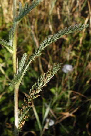 Achillea collina \ H&uuml;gel-Schafgarbe / Mountain Yarrow, D Pfungstadt 17.6.2015