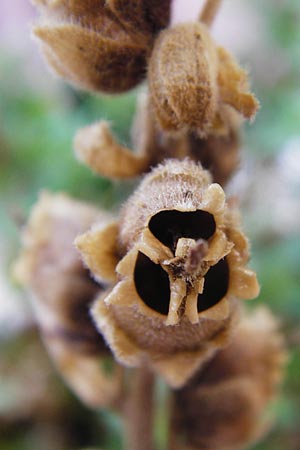 Antirrhinum majus \ Gro&szlig;es L�wenmaul / Snapdragon, D Mannheim 2.8.2015