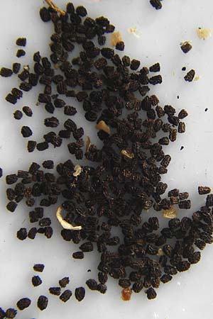 Antirrhinum majus \ Gro&szlig;es L�wenmaul / Snapdragon, D Mannheim 2.8.2015