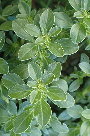Amaranthus blitoides \ Westamerikanischer Amaranth / Prostrate Pigweed, D Mannheim 29.9.2015