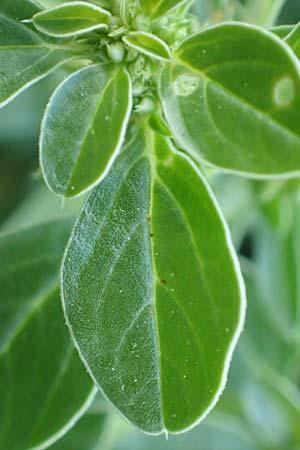 Amaranthus blitoides \ Westamerikanischer Amaranth / Prostrate Pigweed, D Mannheim 29.9.2015