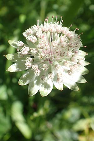 Astrantia major \ Gro�e Sterndolde / Great Masterwort, D Pfronten 28.6.2016