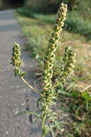 Ambrosia artemisiifolia \ Hohe Ambrosie, Aufrechtes Traubenkraut / Ragweed, D Klingenberg am Main 10.9.2016
